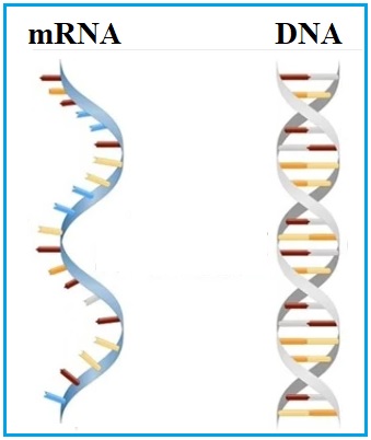 mRNA Bow and DNA Knitting
